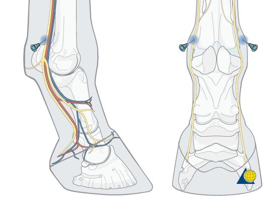 lab-2-equine-lamness